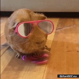 Funny Video, Guinea Pig, Fidget Spinner, Glasses, Gif