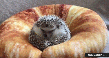 Funny Video, Hedgehog, Big Croissant, Gif