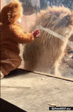 Funny Video, Lion, Baby, Child, Gif
