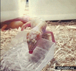 Funny Video, Lizard, Drinking, Smile, Gif