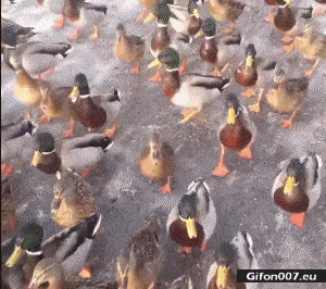 Funny Video, Lots of Ducks, Gif