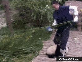 Funny Video, Panda, Man, Gif
