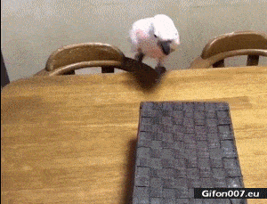 Funny Video, Parrot, Cat, Box, Gif