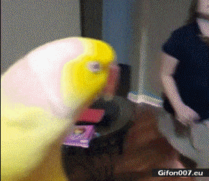 Funny Video, Parrot, Child, Kiss, Gif