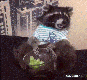 Funny Video, Raccoon, Eating Grapes, Gif
