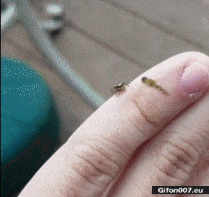 Funny Video, Small Spider, Wasp, Gif