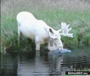 Funny Video, White Reindeer, Water, Gif