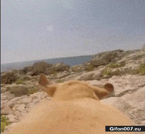 GoPro, Dog, Water, Running, Video, Gif