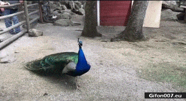 Nice Video, Peacock, Gif