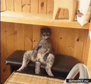 Very Funny Cat, Sitting, Video, Gif
