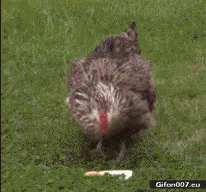 Gif 1045: Very Funny Hen, Video, Gif 
