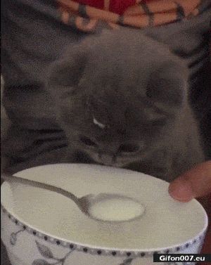 Cute Cat Drinking Milk, Video, Gif