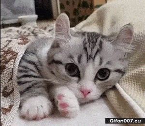 Cute Nice Cat, Video, Gif