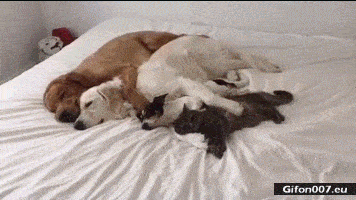 Funny Animals, Sleeping, Dogs, Cat, Gif