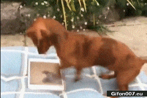 Funny Dog, Playing Games, Video ,Gif