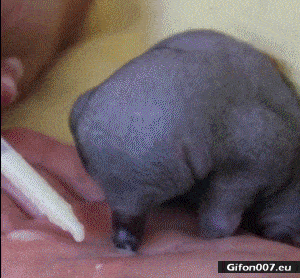 Funny Little Animal, Drinking, Video, Gif