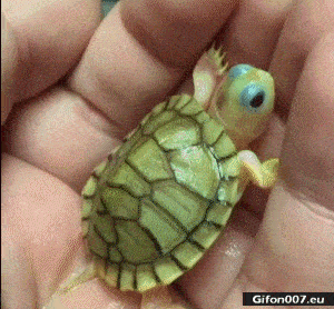 Funny Little Cute Tortoise, Video, Gif