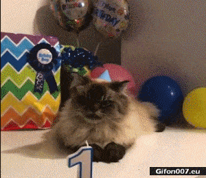 Funny Video, Cat, Happy Birthday, Gif