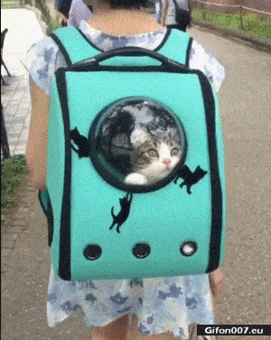 Funny Video, Cat in a Bag, Gif