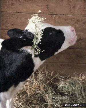 Funny Video, Cow, Gif