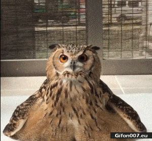 Funny Video, Cute Owl, Gif