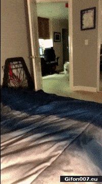 Funny Video, Dog, Coming, Bed, Gif