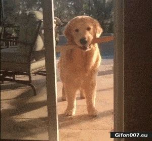 Funny Video, Dog, Door, Stick, Gif