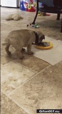 Funny Video, Dog Eating, Fail, Gif