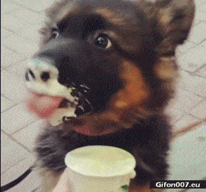 Funny Video, Dog Eating, Gif