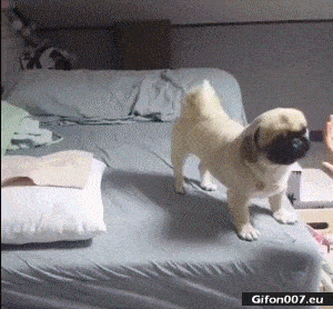 Funny Video, Dog, Five, Paw, Gif