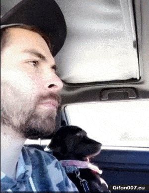 Funny Video, Dog, Man, Ride in the Car, Gif