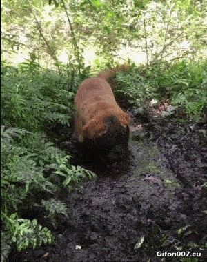 Funny Video, Dog, Mud, Face, Gif