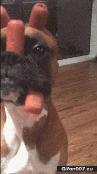 Funny Video, Dog, Sausages, Gif
