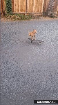 Funny Video, Dog, Skateboarding, Gif