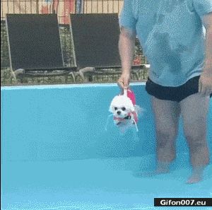 Funny Video, Dog, Swimming, Gif