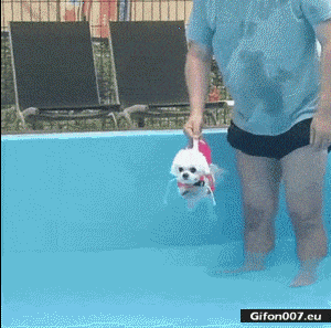 Gif 1105: Funny Video, Dog, Swimming, Gif 