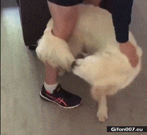 Funny Video, Dog, Tail, Rotate, Gif
