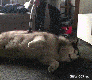 Funny Video, Dog, Vacuum Cleaner, Gif