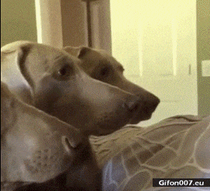 Funny Video, Dogs, Cat, Look, Gif