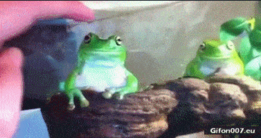 Funny Video, Finger, Frog, Gif