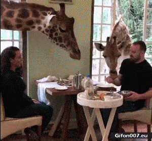 Funny Video, Food, Giraffes, Gif
