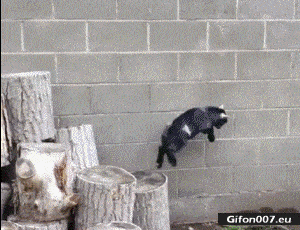 Funny Video, Goat Parkour, Gif