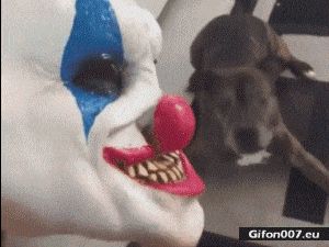 Funny Video, Golliwog, Dog, Scary, Gif