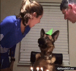 Funny Video, Happy Birthday, Dog, Gif