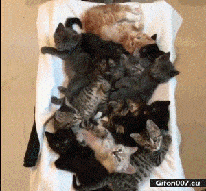 Funny Video, Lots of Cute Cats, Gif
