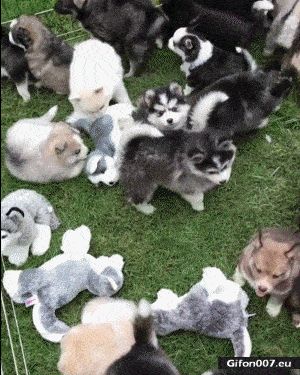 Funny Video, Lots of Cute Dogs, Gif