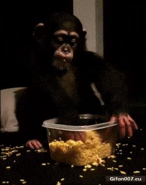 Funny Video, Monkey, Food, Gif