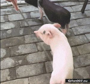 Funny Video, Pig, Scratch, Gif