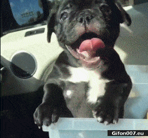 Funny Video, Puppy Dog, Gif