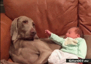 Nice Cute Video, Dog, Baby, Gif
